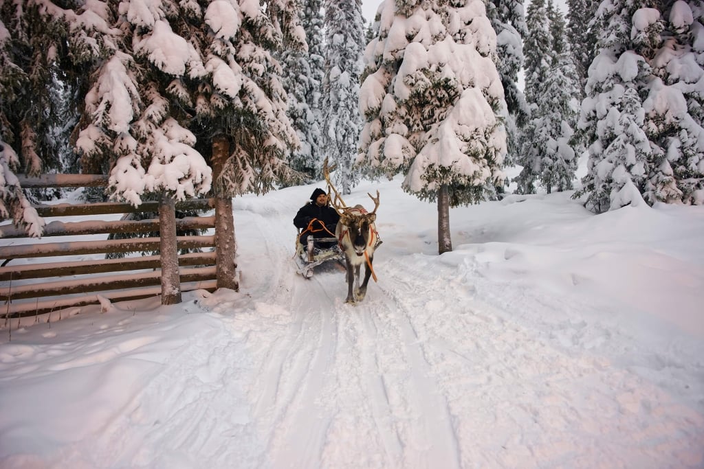 Winter Lapland Reindeer sledge racing in Ruka, in Finland