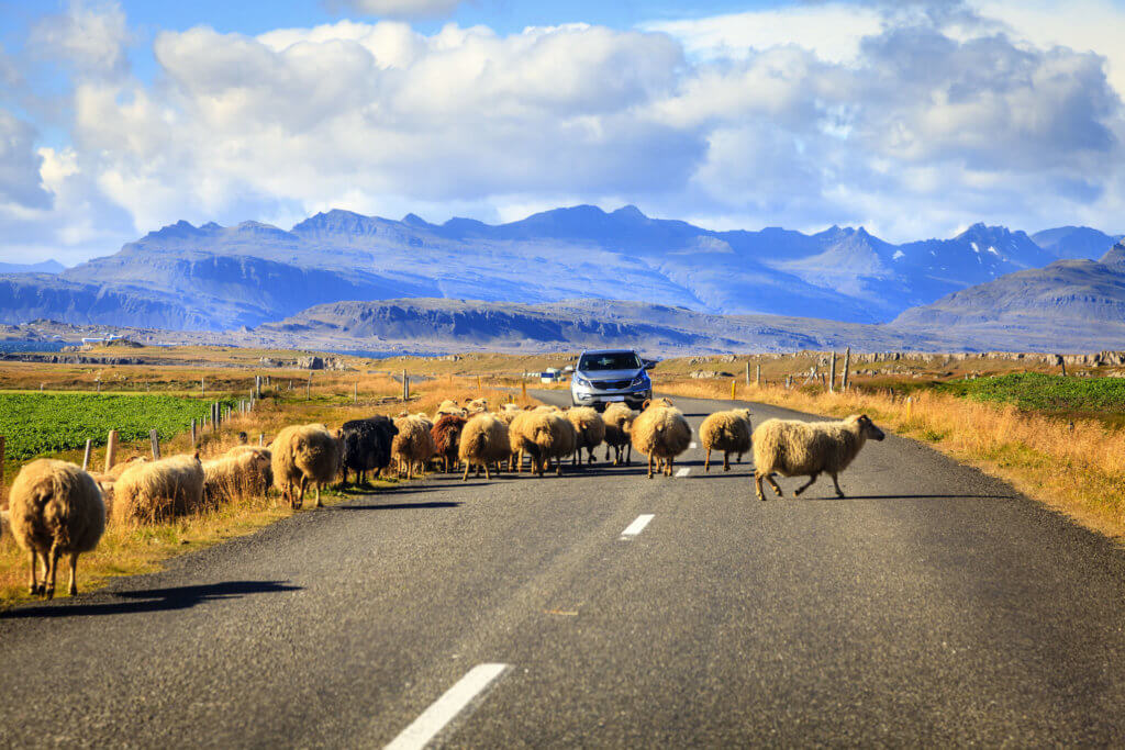 Sheep blocking a car on the road