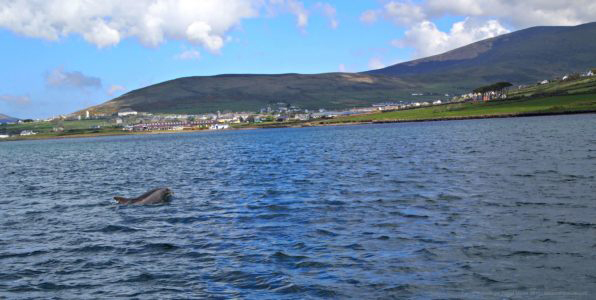 Dolphin swimming in Dingle Bay