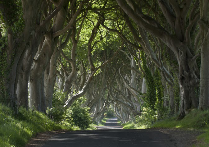 Game of Thrones scenes have been filmed at The Dark Hedges, Armoy, Ireland